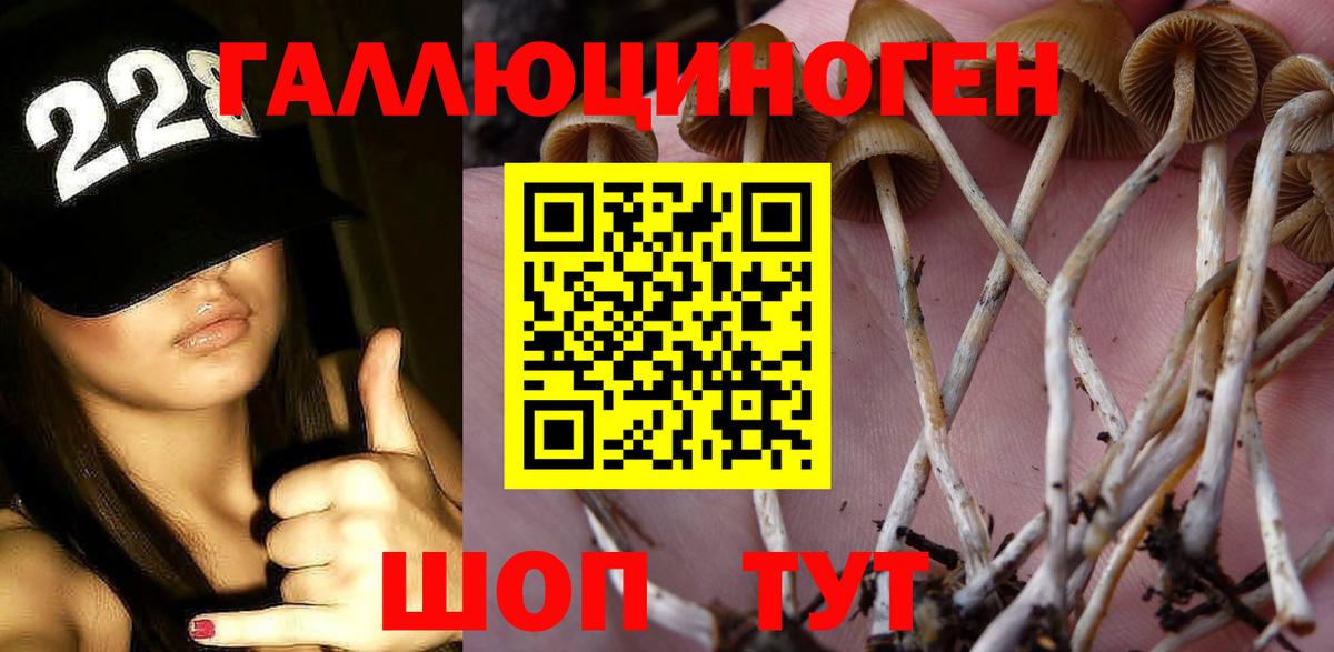 Псилоцибиновые грибы Psilocybine cubensis Ртищево